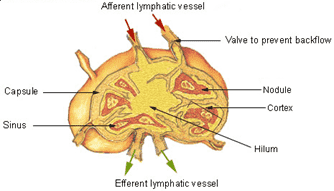 Fig.1 Lymph node. (By SEER, Public Domain, https://commons.wikimedia.org/wiki/File:Illu_lymph_node_structure.png)