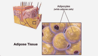 Fig.1 Adipose tissue. (Blausen.com staff, 2014)