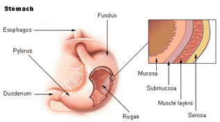 Fig.1 Stomach. (By National Cancer Institute, Public Domain, https://en.wikipedia.org/wiki/Gastric_mucosa#/media/File:Illu_stomach2.jpg)