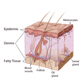 Fig.1 Skin. (By United States Department of Health and Human Services, Public Domain, https://en.m.wikipedia.org/wiki/File:Anatomy_The_Skin_-_NCI_Visuals_Online.jpg?searchToken=36zi29z77w59zmch6n6syed78)