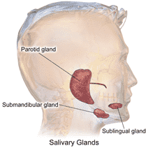 Fig.1 Salivary gland. (Blausen.com staff, 2014)