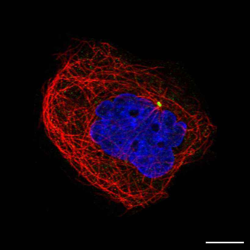 Fig.1 Centrosome. (https://v18.proteinatlas.org/learn/dictionary/cell/microtubule+organizing+center+6)