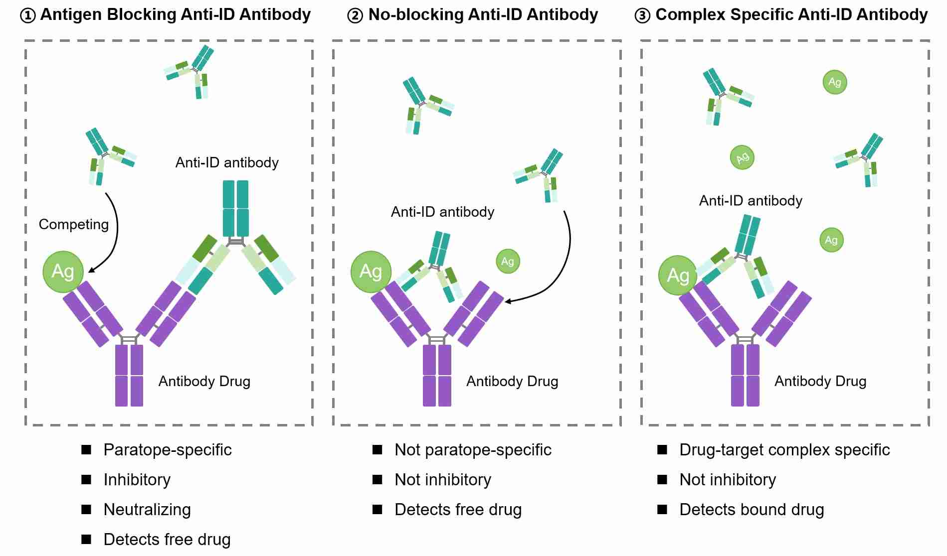 Fig.1 Types of anti-biotherapeutic antibody. (Creative Biolabs Original)