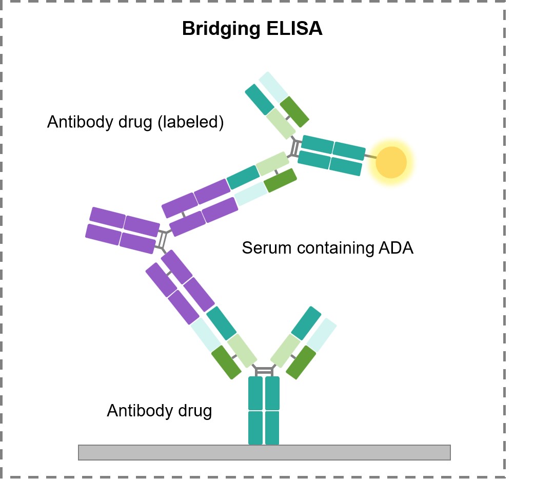 Fig.2 Bridging ELISA for ADA testing. (Creative Biolabs Original)