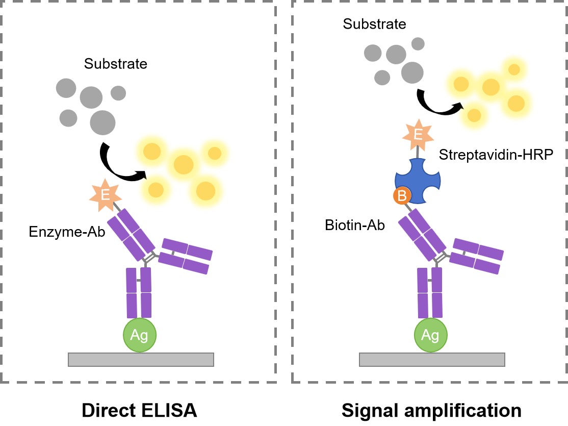 Fig.1 Normal mode and signal amplification mode of direct ELISA. (Creative Biolabs Original)