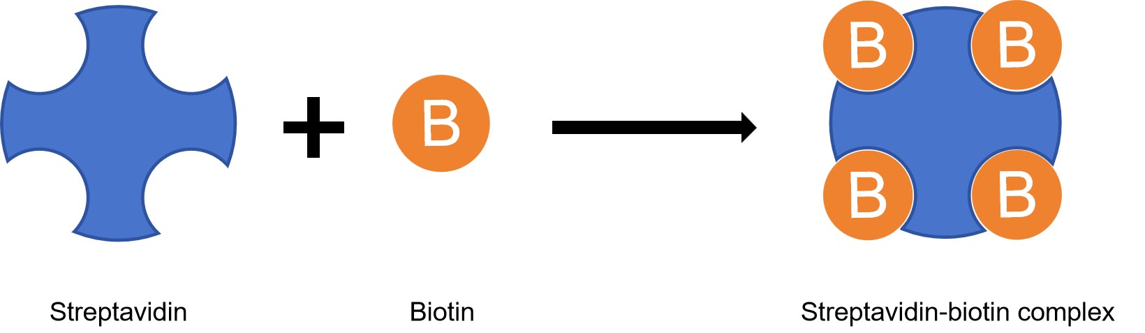 Fig.2 Streptavidin-biotin system. (Creative Biolabs Original)