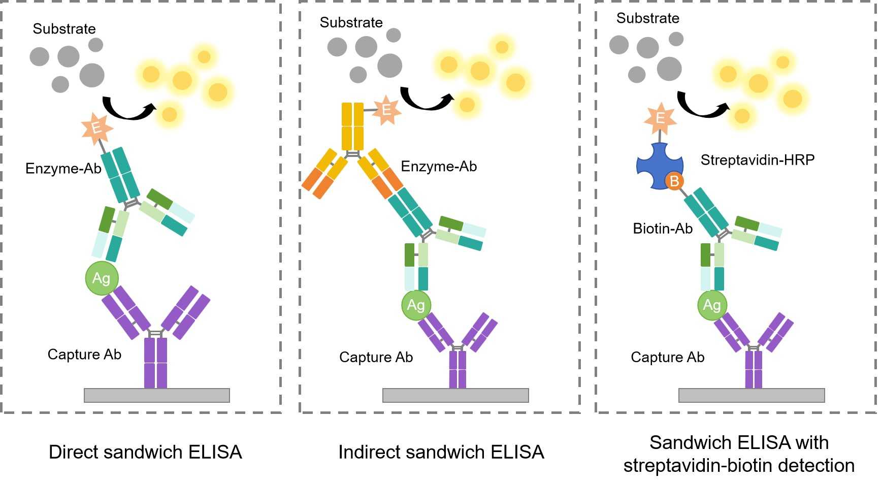 Fig.1 Normal modes and signal amplification mode of sandwich ELISA. (Creative Biolabs Original)