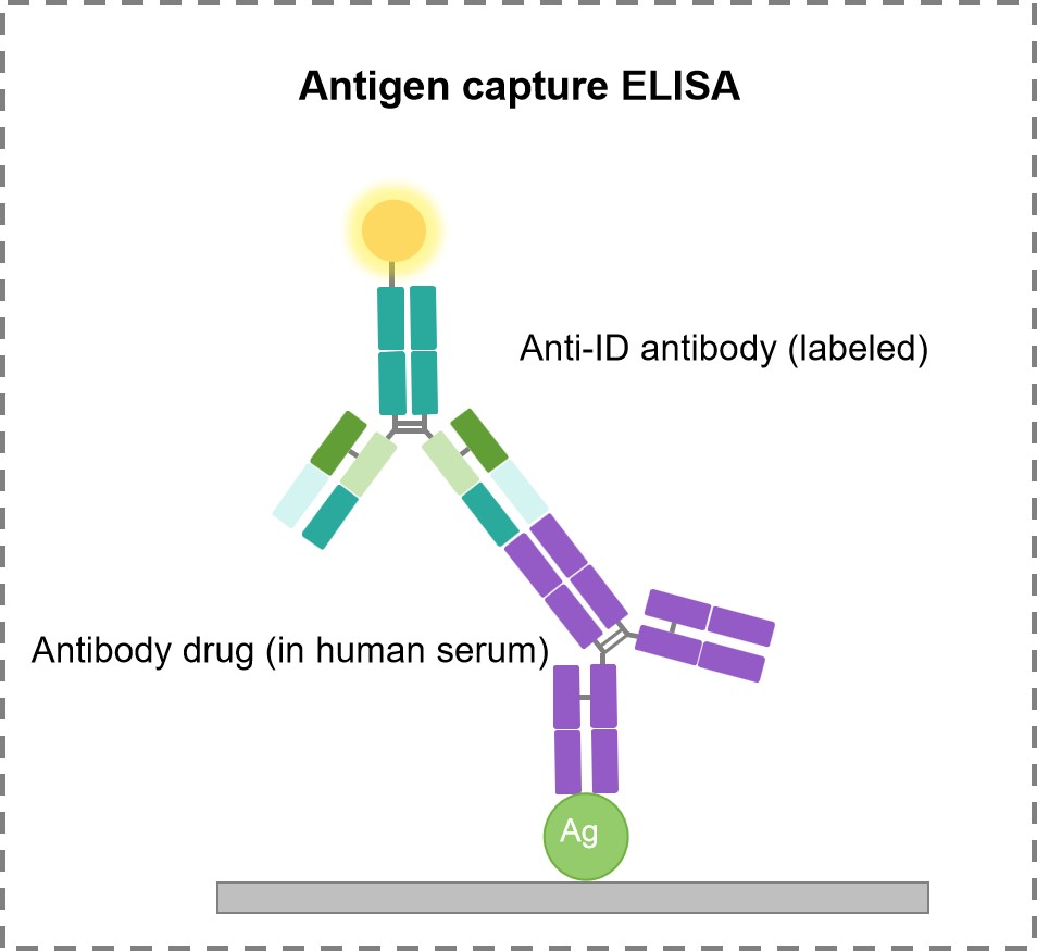 Fig.2 Schematic diagram of antigen capture ELISA measuring bound drug exclusively. (Creative Biolabs Original)