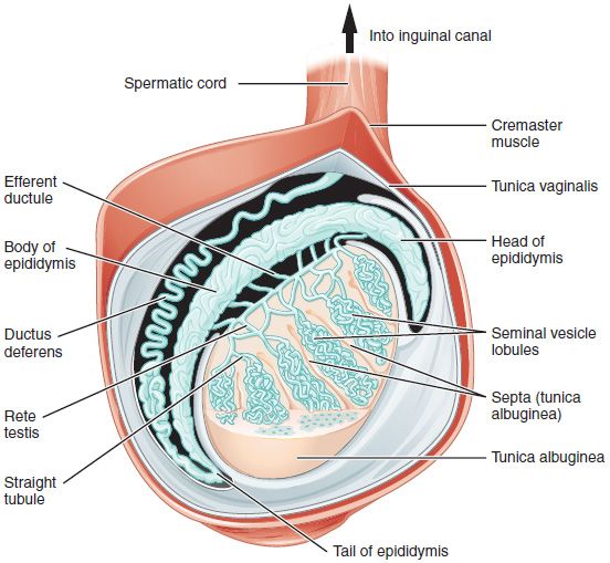 Fig.1 Testis. (https://openstax.org/books/anatomy-and-physiology/pages/27-1-anatomy-and-physiology-of-the-male-reproductive-system#fig-ch28_01_03)