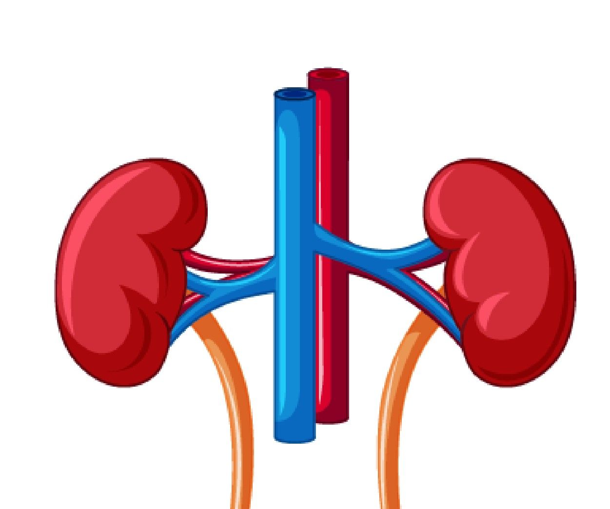 Fig.1 Kidney. (Creative Biolabs Authorized) 