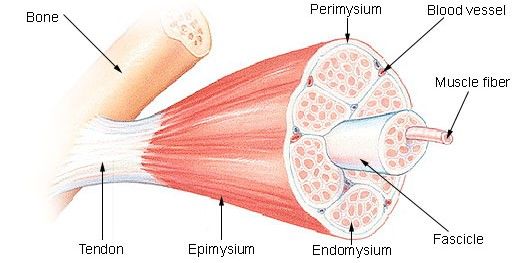 Fig.1 Skeletal muscle. (From Wikipedia, Public Domain, https://commons.wikimedia.org/wiki/File:CDC_Kidney_and_Diabetes_graphic.jpg) 