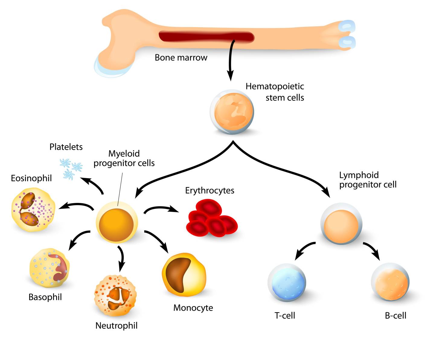 Fig.1 Bone marrow. (Creative Biolabs Authorized) 