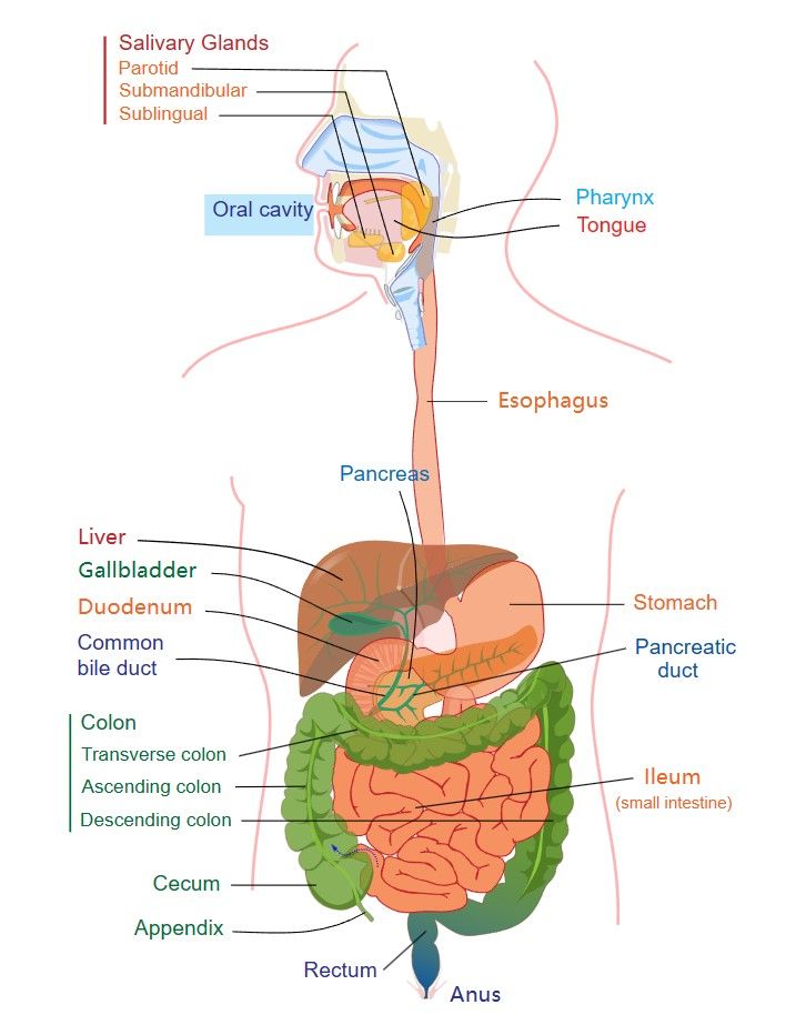 Fig.1 Esophagus. (By Mariana Ruiz, edited by Joaquim Alves Gaspar, Jmarchn - Own work, Public Domain, https://en.wikipedia.org/wiki/File:Digestive_system_diagram_edit.svg) 