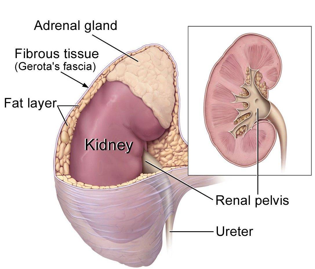 Fig.1 Adrenal gland. (By Alan Hoofring (Illustrator) - This image was released by the National Cancer Institute, an agency part of the National Institutes of Health, with the ID 4355, Public Domain, https://commons.wikimedia.org/wiki/File:Kidney_and_adrenal_gland.jpg)