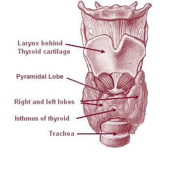 Fig.1 Thyroid gland. (From U.S. National Cancer Institute web site, Public Domain, https://commons.wikimedia.org/wiki/File:Illu08_thyroid.jpg) 