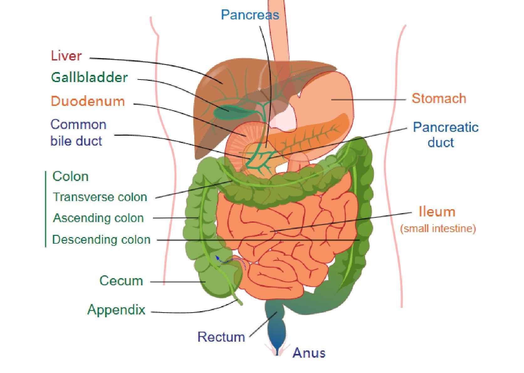 Fig.1 Appendix. (By Mariana Ruiz, edited by Joaquim Alves Gaspar, Jmarchn - Own work, Public Domain, https://en.wikipedia.org/wiki/File:Digestive_system_diagram_edit.svg) 