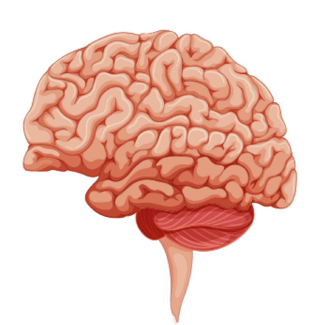 Fig.1 Cerebral cortex. (Creative Biolabs Authorized)