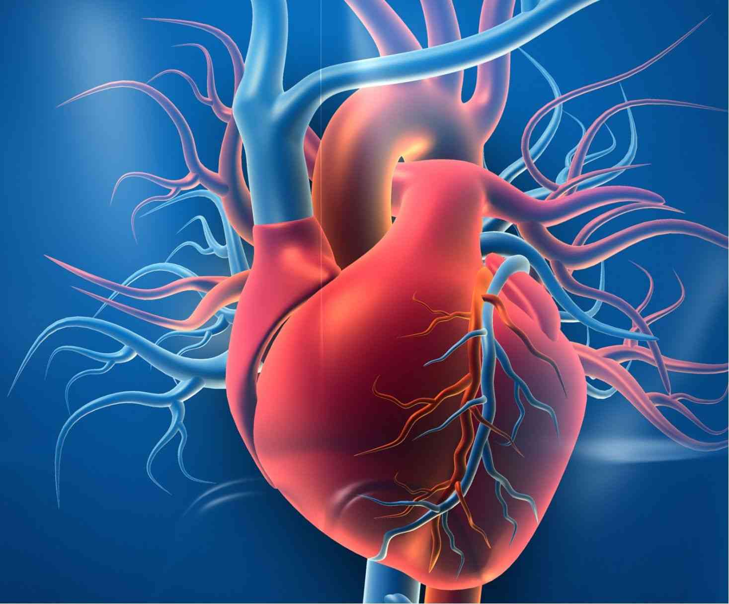 Fig.1 Heart muscle. (Creative Biolabs Authorized) 