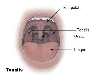 Fig.1 Tonsil. (From U.S. National Cancer Institute web site, Public Domain, https://en.wikipedia.org/wiki/File:Tonsils_diagram.jpg) 