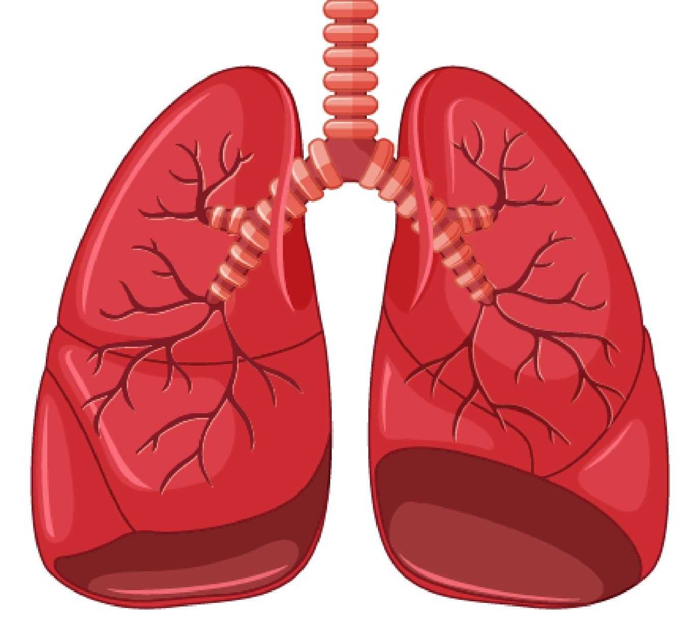 Fig.1 Lung. (Creative Biolabs Authorized) 