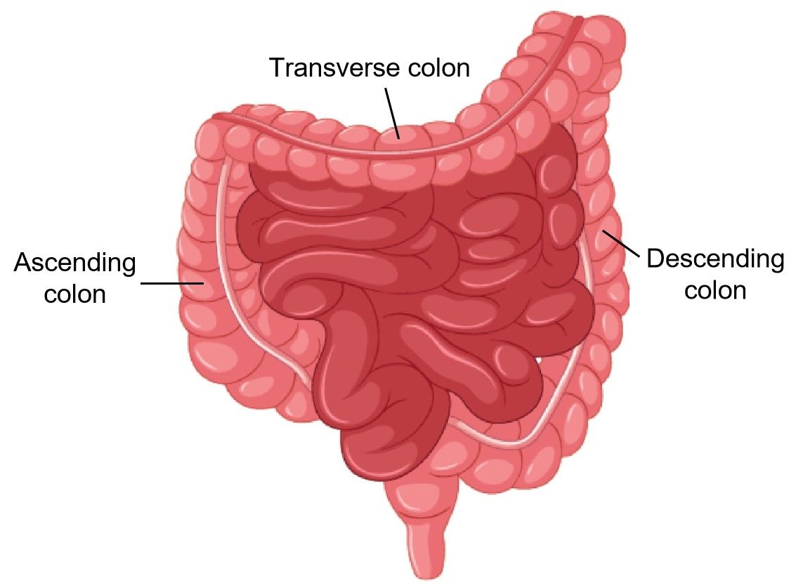 Fig.1 Colon. (Creative Biolabs Authorized) 