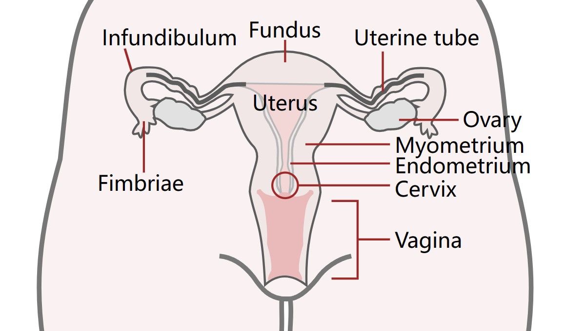 Fig.1 Cervix, Uterine. (Based on File:Scheme female reproductive system-hu (1).svg by LouisBB, data from the Centers for Disease Control and Prevention, Public Domain, https://commons.wikimedia.org/wiki/File:Basic_Female_Reproductive_System_(English).svg#mw-jump-to-license) 