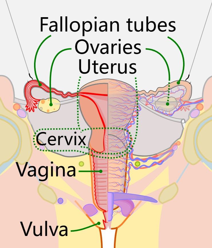 Fig.1 Ovary. (By CDC, Mysid, Public Domain, https://commons.wikimedia.org/wiki/File:Scheme_female_reproductive_system_(vagina_crop)-en.svg)