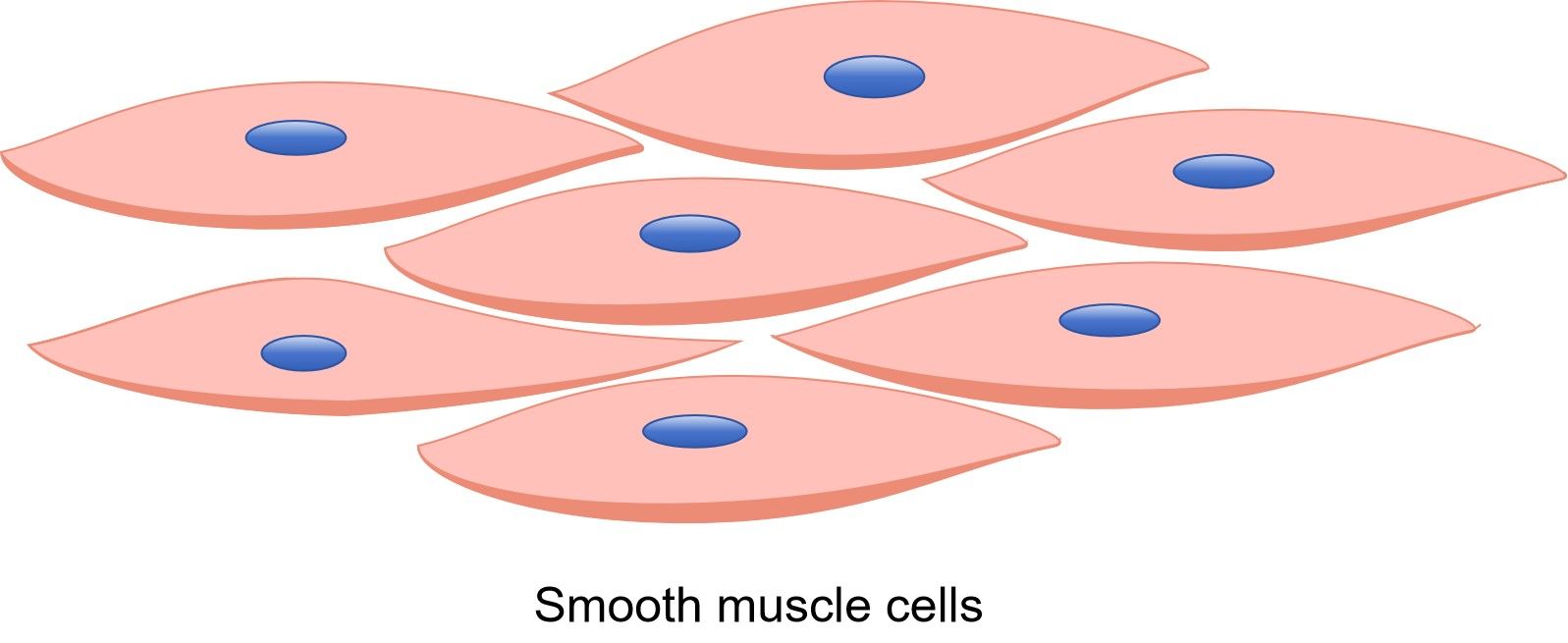 Fig.1 Smooth muscle. (Creative Biolabs Original) 