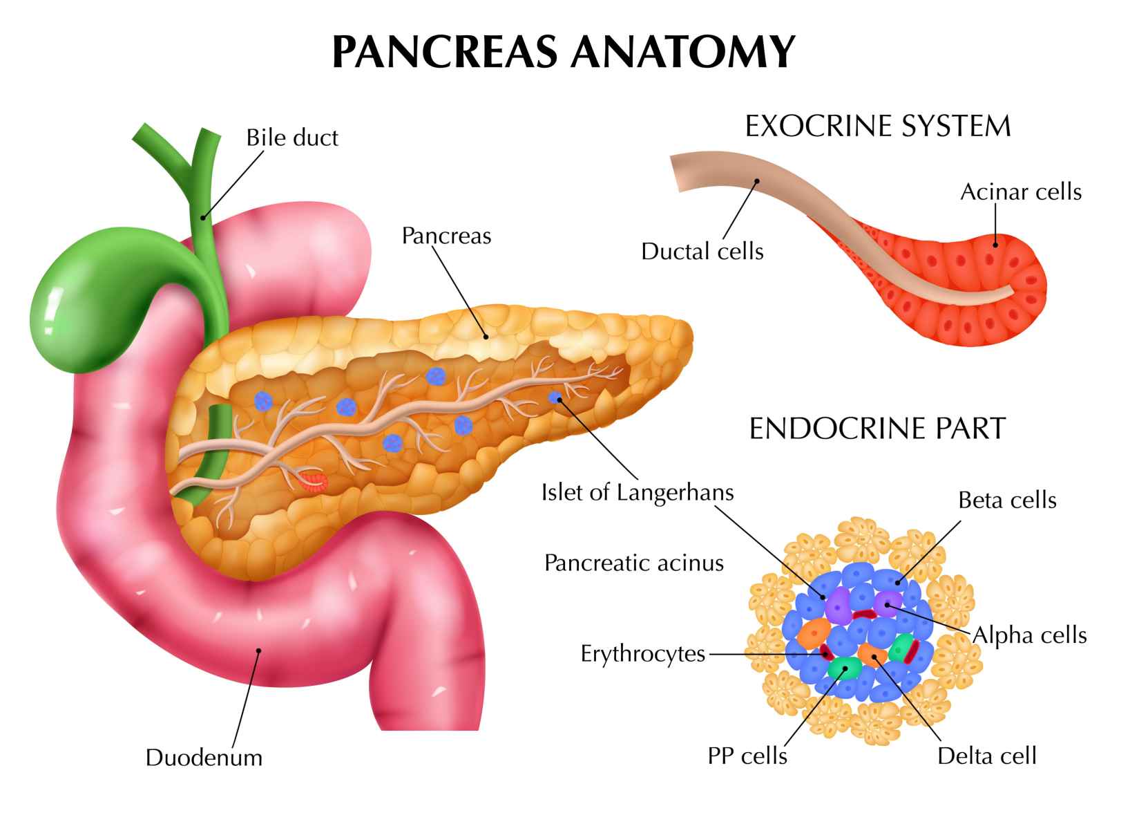 Fig.1 Pancreas. (https://www.freepik.com/free-vector/realistic-pancreas-anatomy-medical-composition-with-editable-text-captions-pointing-colored-parts-internal-organs-vector-illustration_28795248.htm#query=Pancreas&position=3&from_view=search&track=sph&uuid=00233c57-3e02-434f-86bd-ea44d7993b76)