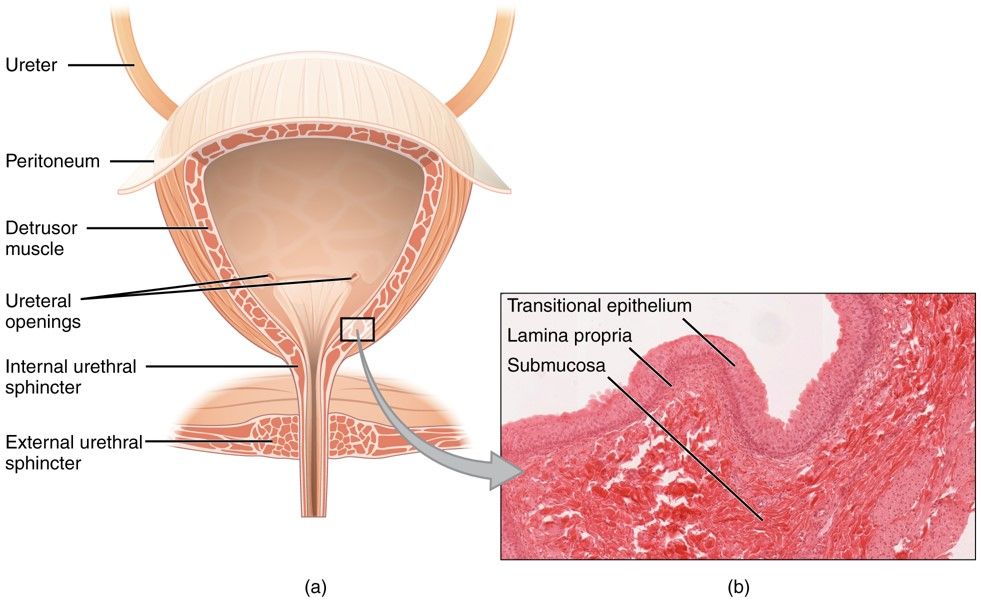 Fig.1 Urinary bladder. (https://openstax.org/books/anatomy-and-physiology/pages/25-2-gross-anatomy-of-urine-transport#fig-ch26_02_02)