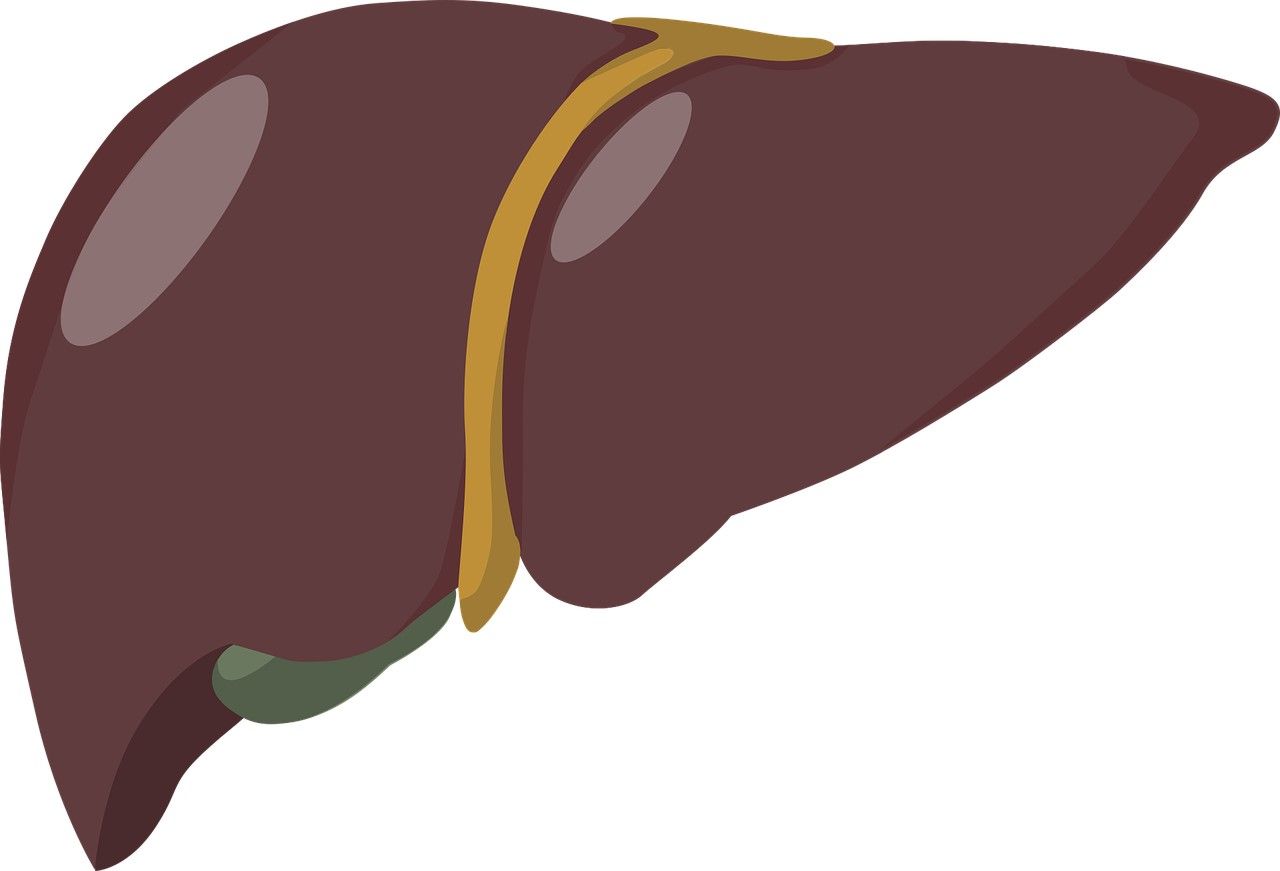 Fig.1 Liver. (From Pixabay, Use Content without having to attribute the author, https://pixabay.com/vectors/liver-spleen-organ-human-organ-6198961/)