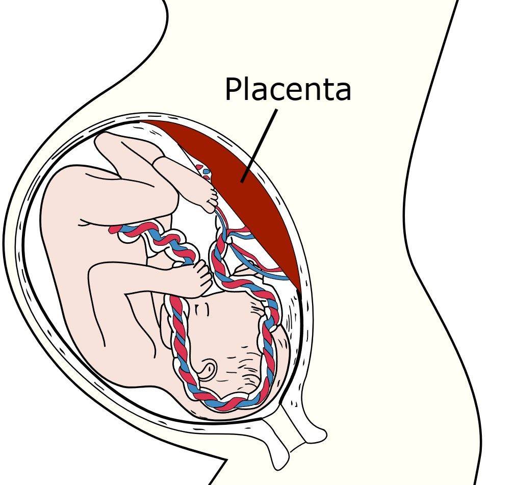 Fig.1 Placenta. (By Magnus Manske on en.wikipedia derivative work: Amada44 talk to me - Gray38.png, Public Domain, https://commons.wikimedia.org/wiki/File:Placenta.svg#mw-jump-to-license)