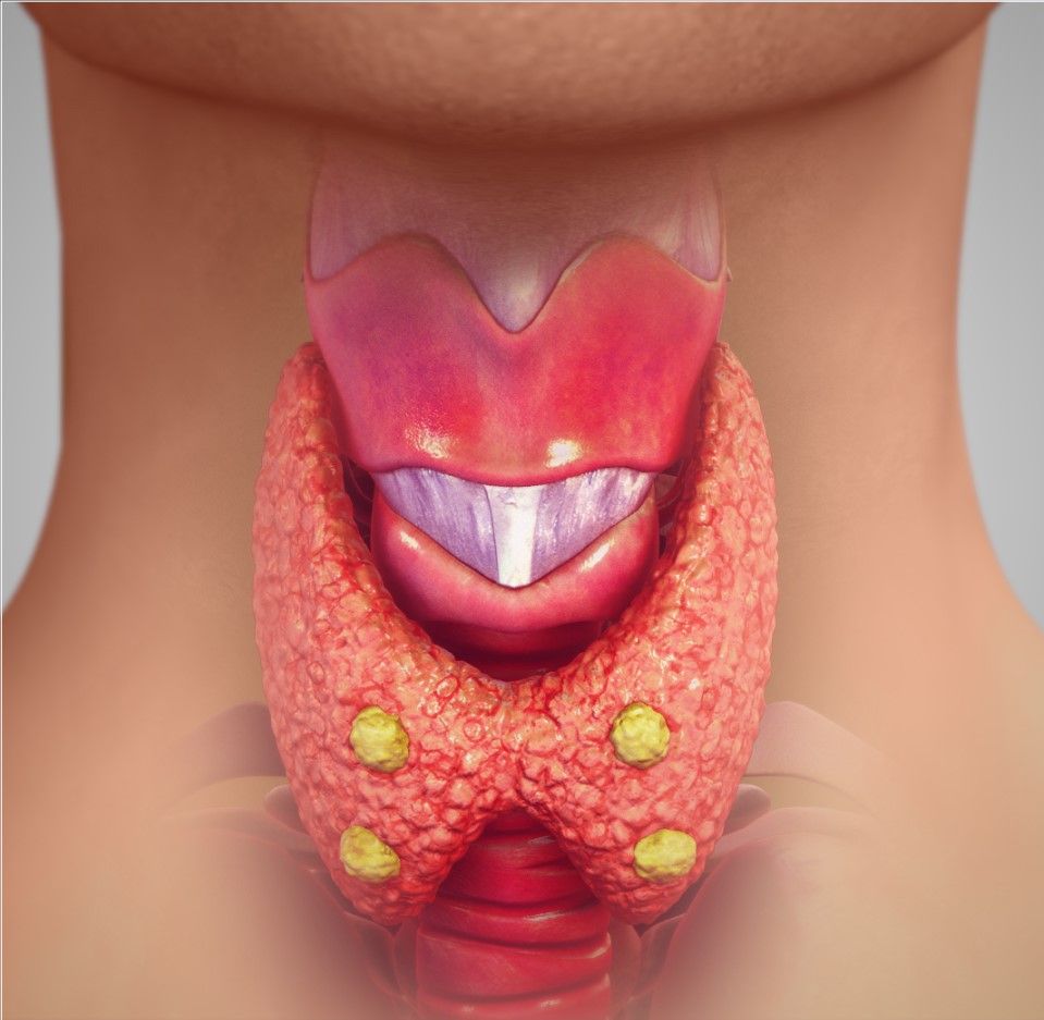 Fig.1 Parathyroid gland. (https://www.scientificanimations.com/wiki-images/)