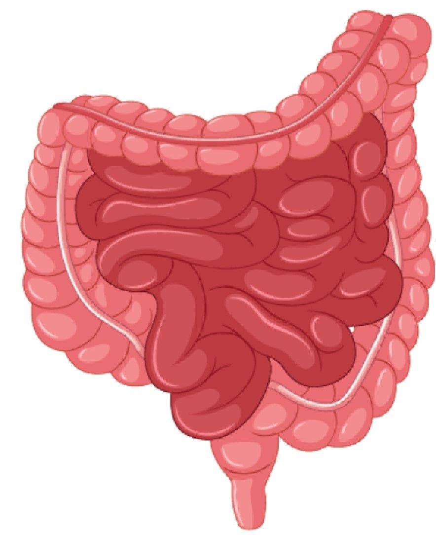 Fig.1 Small intestine. (Creative Biolabs Authorized)