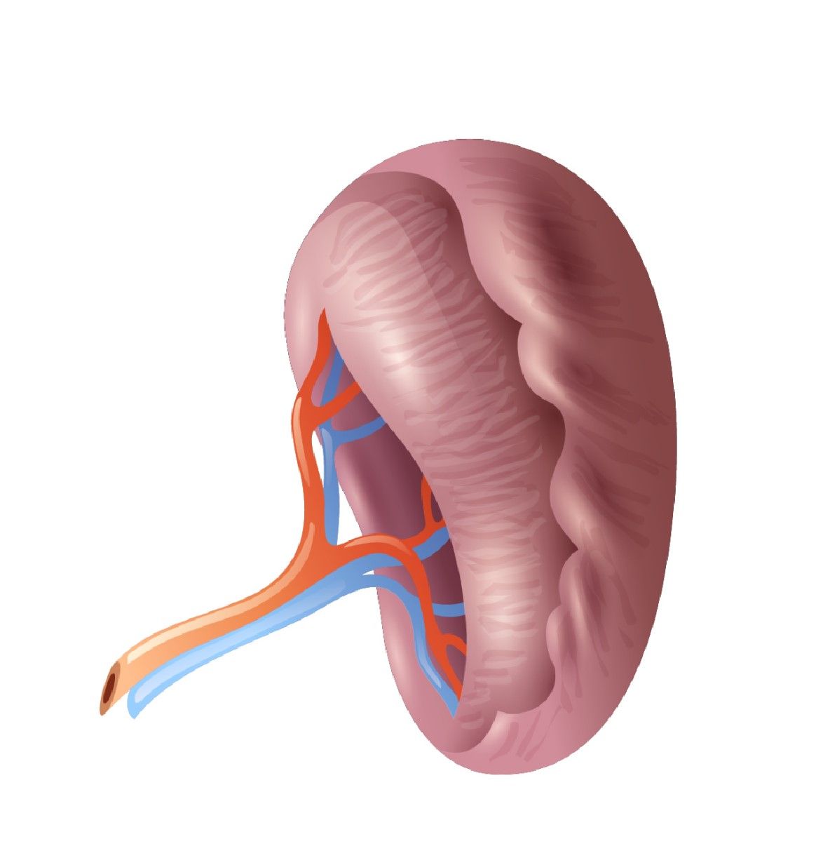 Fig.1 Spleen. (https://www.freepik.com/free-vector/human-organs-set_4187097.htm#page=2&query=spleen&position=23&from_view=search&track=sph&uuid=dcb80449-1c87-44c1-83c0-1908cce2d33c)