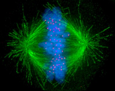 Fig.9 Mitotic spindle. (From Wikipedia: By Afunguy, Public Domain, https://commons.wikimedia.org/wiki/File:Kinetochore.jpg)