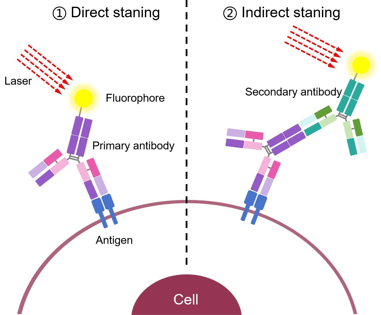 Fig.1 Direct staining flow cytometry. (Creative Biolabs Original)