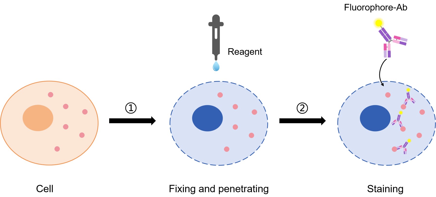 Fig.1 Intracellular staining procedure. (Creative Biolabs Original)