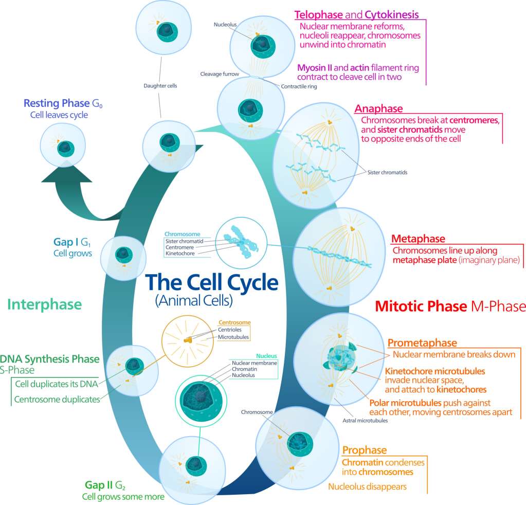 Fig.1 Animal cell cycle. (By Kelvinsong - Own work, CC0, https://commons.wikimedia.org/wiki/File:Animal_cell_cycle-en.svg)