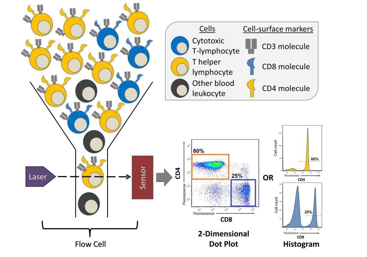 Fig.1 A brief overview of a flow cytometry experiment identifying T cells. (Verschoor, et al., 2015)