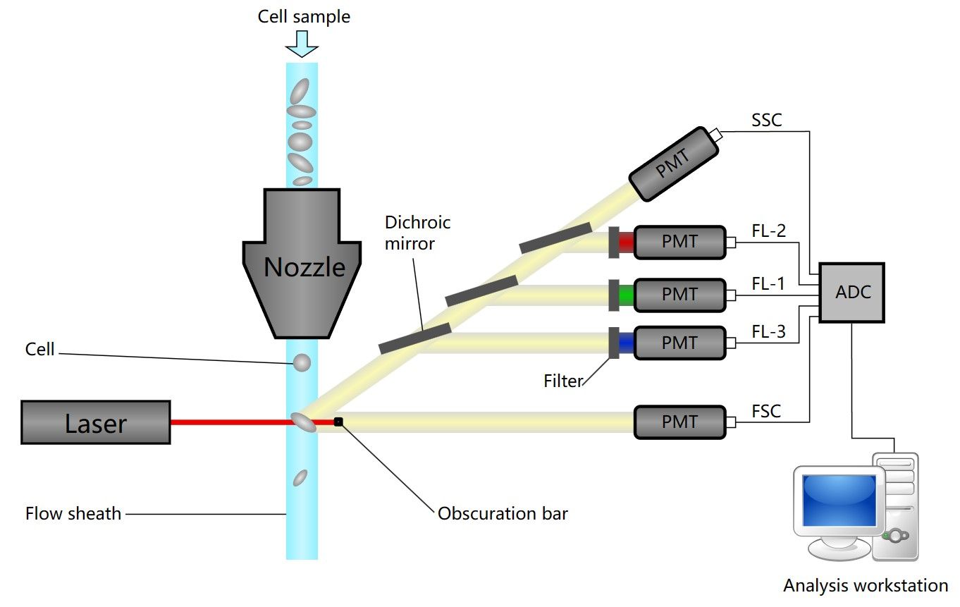 Fig.1 Schematic of a flow cytometer. (https://commons.wikimedia.org/wiki/File:Cytometer.svg)