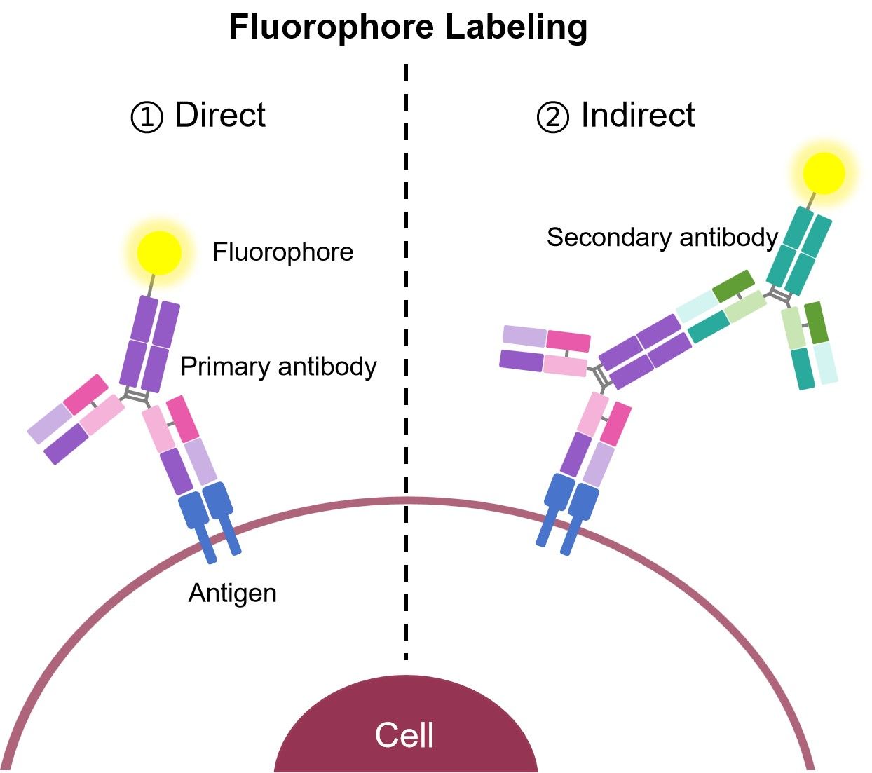 Fig.2 Direct and indirect immunofluorescence. (Creative Biolabs Original)