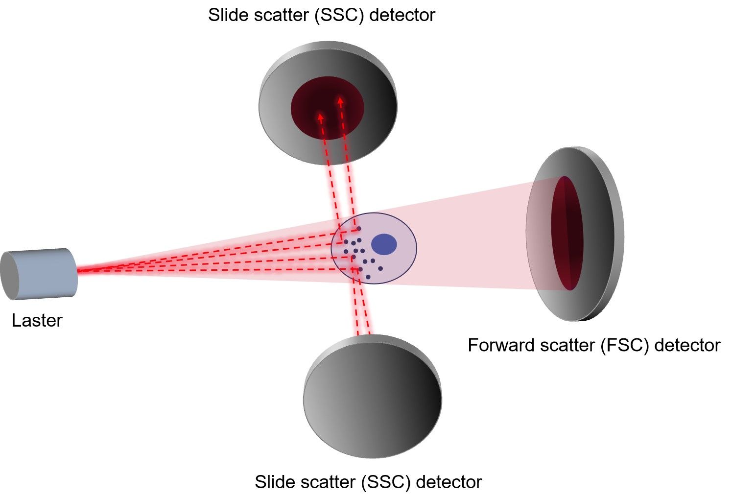 Fig.3 Measurement of FSC and SSC. (Creative Biolabs Original)