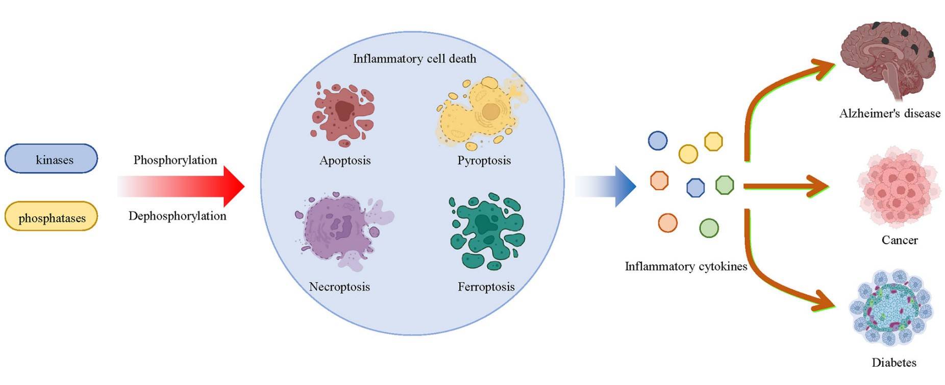 Fig.1 Multiple kinases and phosphatases regulate inflammatory cell death. (Xu & Huang, 2022)