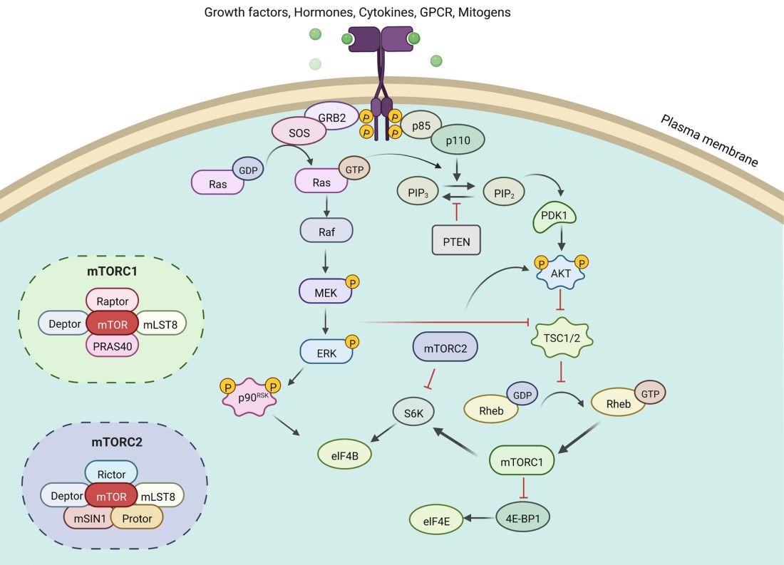 Fig.1 Activated PI3K/AKT/mTOR and Raf/MEK/ERK signaling pathways through phosphorylation. (Li, et al., 2022)