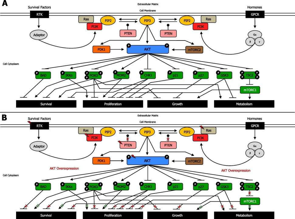 Fig.1 AKT signaling network targets and regulates critical cellular substrates. (Glaviano, et al., 2023)