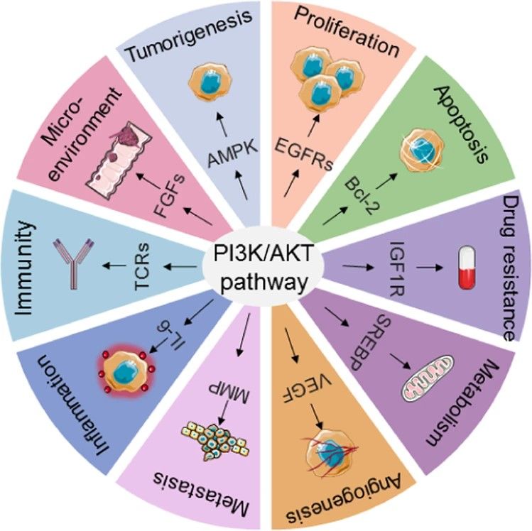 Fig.1 PI3K/Akt signaling and cancer. (He, et al., 2021)