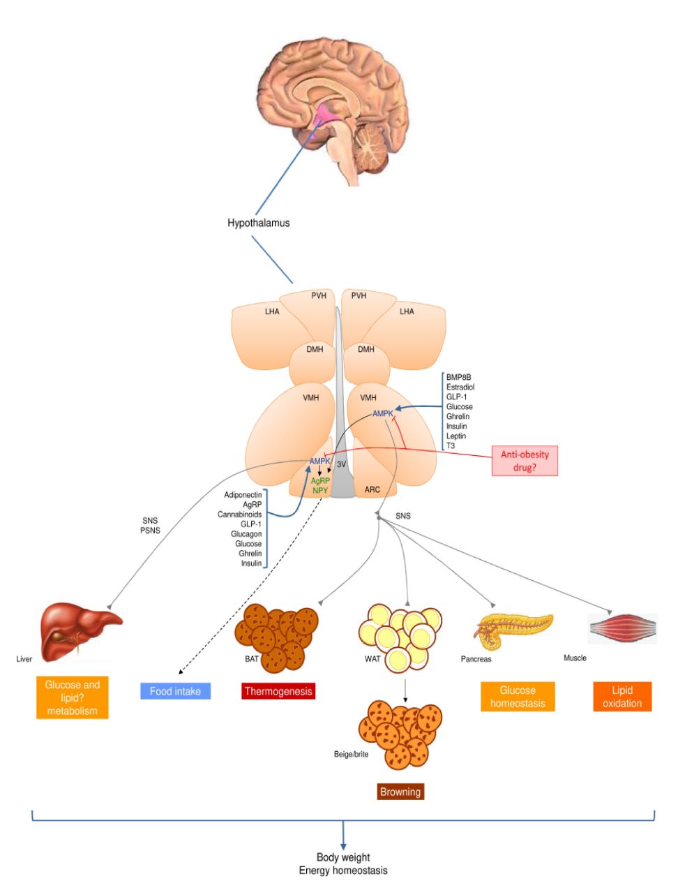 Fig.1 Brain AMPK is a canonical regulator of energy balance. (López, 2017)