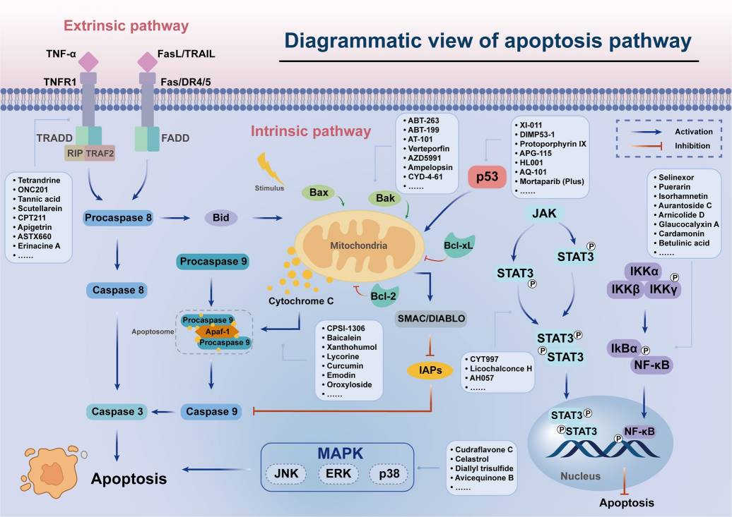 Fig.1 Apoptosis signaling pathways. (Peng, et al., 2022)