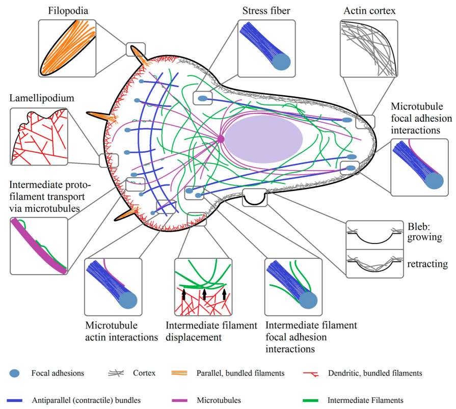 Fig.1 Organizational structures and physical interactions of actin, microtubules, and intermediate filaments. (Hohmann & Dehghani, 2019)